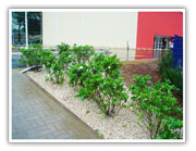 Hidroponia - Hidrocultura - Jardinagem